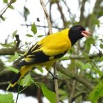 Black-hooded Oriole