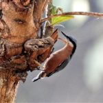 Chestnut-headed Nuthatch