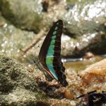 Common Bluebottle