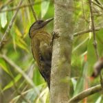 Grey-headed Woodpecker