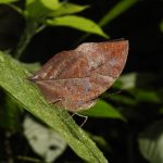 Orange Oakleaf