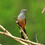 Plaintive Cuckoo