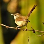 Rufescent Prinia