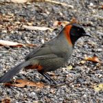 Rufous-necked Laughingthrush